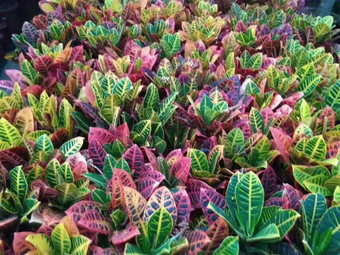 基地綠植類辦公場所室內(nèi)綠植觀葉類，觀花類，盆景類，多肉植物類齊全均可選擇